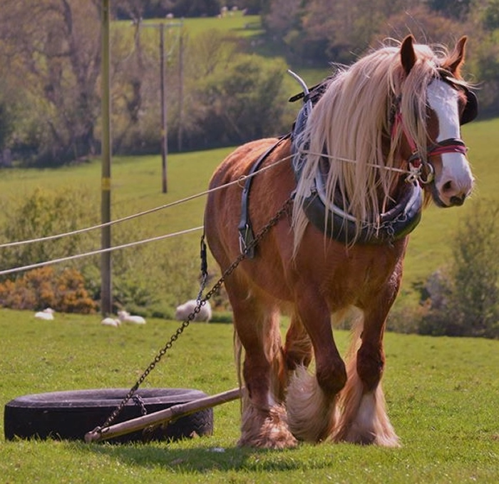 Shepherds hut holidays with us can include bringing your horse and your dog