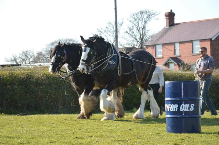 Fancy a shepherds hut holiday in North Wales? Horse training holiday packages available with luxury Shepherds Hut holidays accommodation. 