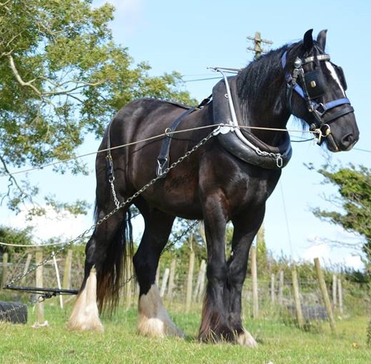 The Shire Horse - working in draft or as a War Horse, they are often the best horse to get the job done