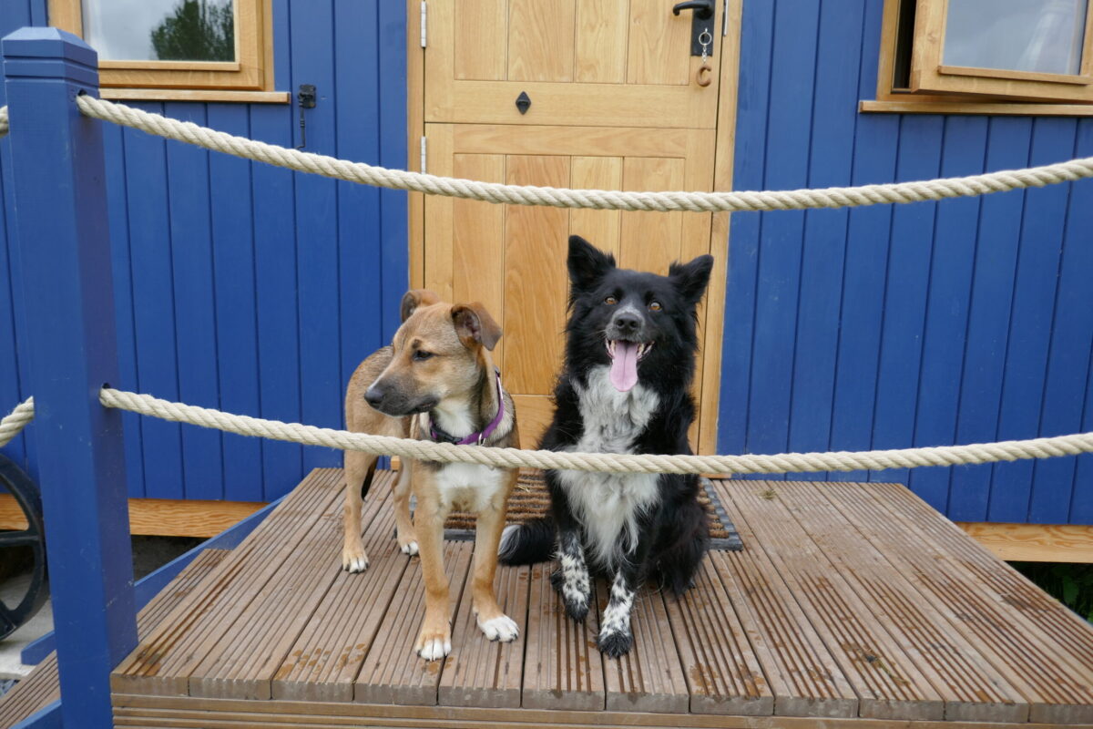 We are super dog friendly at the Shepherds Hideaway!