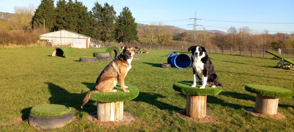Buddy and Meg on our dog park