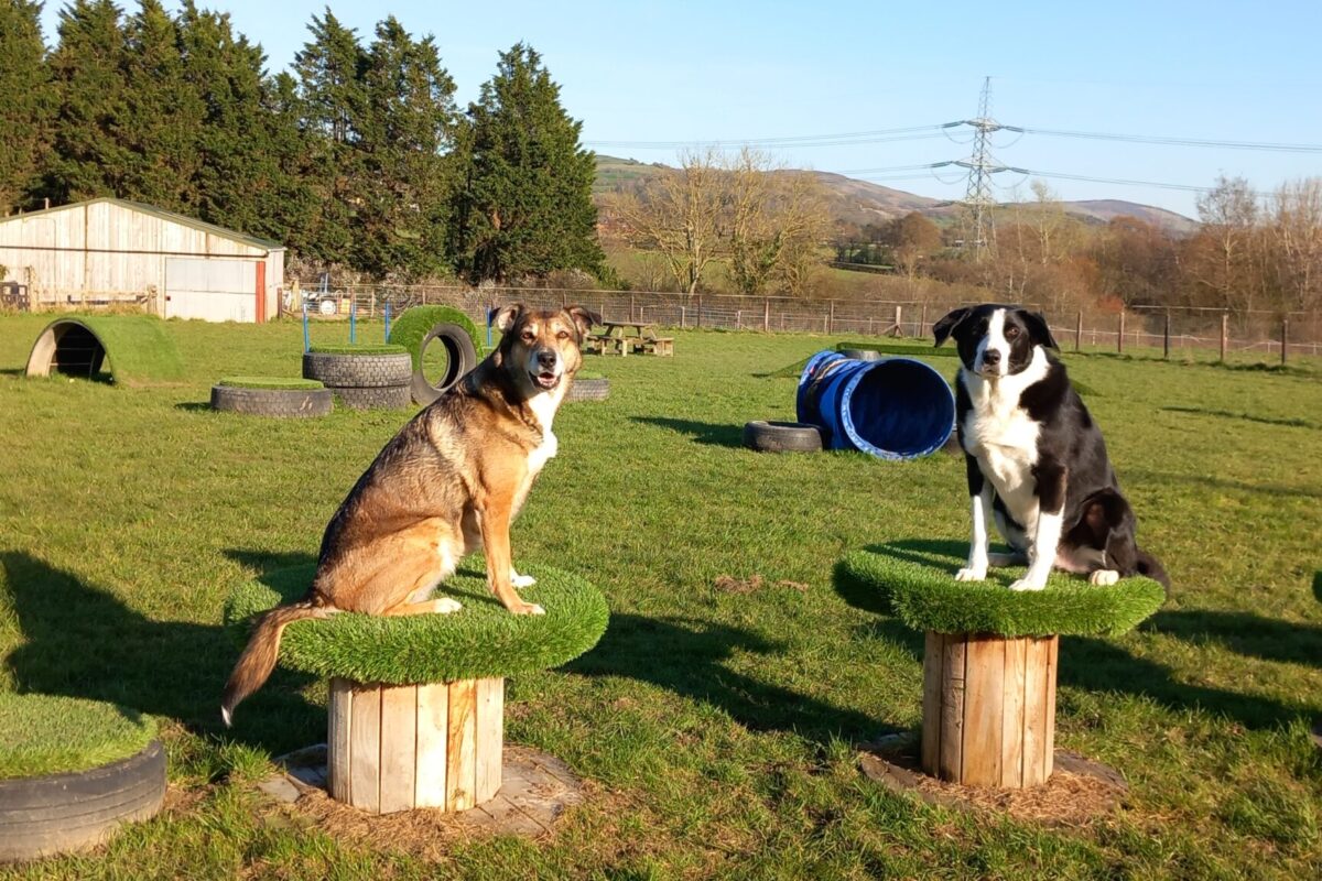Buddy and Meg on our dog park