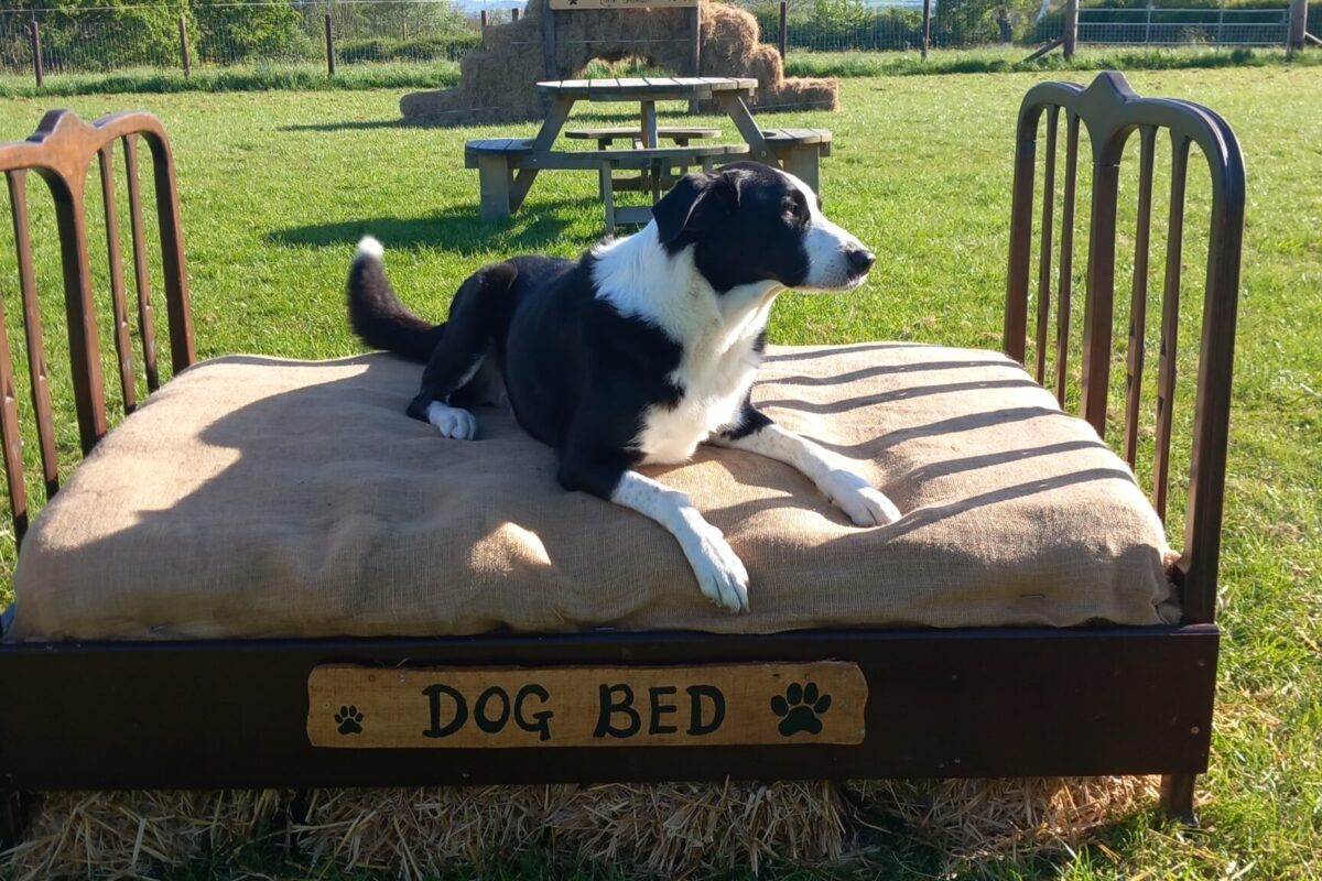 Buddy on the Dog Bed on our Dog Park